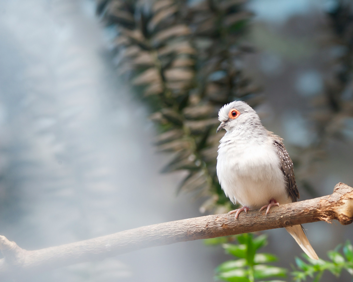 Diamond Dove